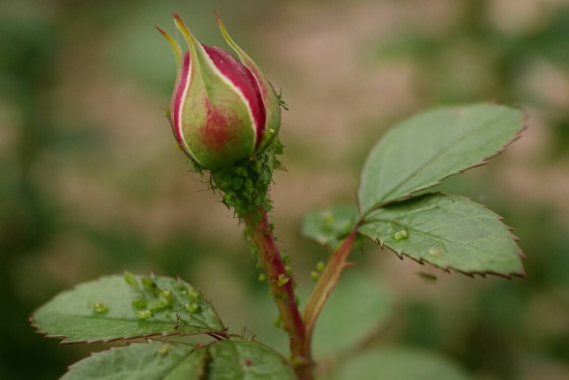Lär dig identifiera, bekämpa och förebygga löss på dina rosor med miljövänliga metoder. Tips för friska plantor och naturlig skadedjursbekämpning.