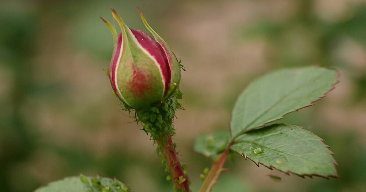 Lär dig identifiera, bekämpa och förebygga löss på dina rosor med miljövänliga metoder. Tips för friska plantor och naturlig skadedjursbekämpning.