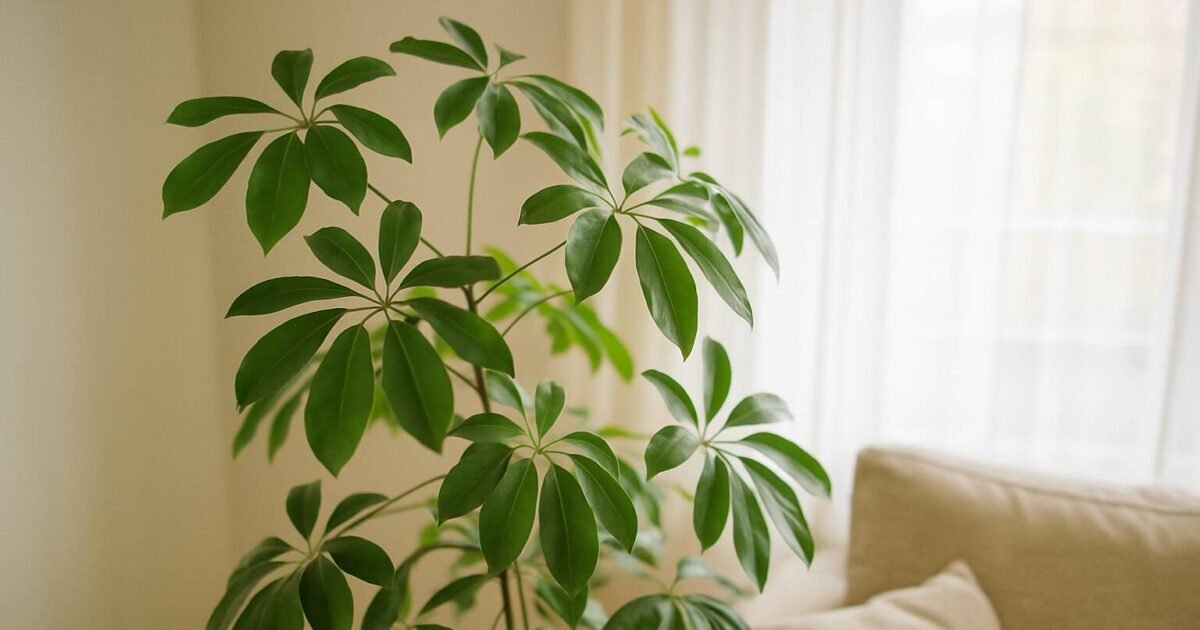 Upptäck hur du sköter, inreder med och får paraplyaralian att trivas i ditt hem. Expertråd om vattning, ljus och vanliga problem för villaägare.