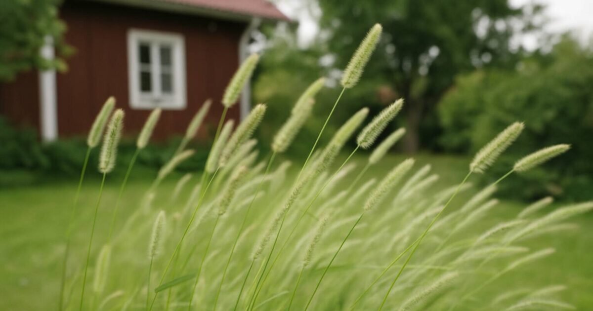 Lär dig hur du odlar popcorn gräs från vanliga majskärnor och skapar en unik, lättskött och exotisk prydnad i din trädgård eller på uteplatsen.